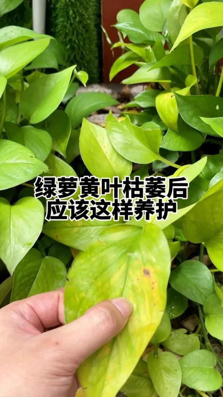 绿萝为什么黄叶枯萎，绿萝为什么叶子发黄坏根死掉-第3张图片-优品飞百科