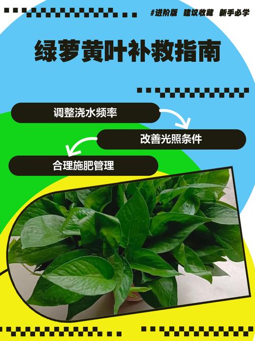 绿萝为什么黄叶枯萎，绿萝为什么叶子发黄坏根死掉-第4张图片-优品飞百科