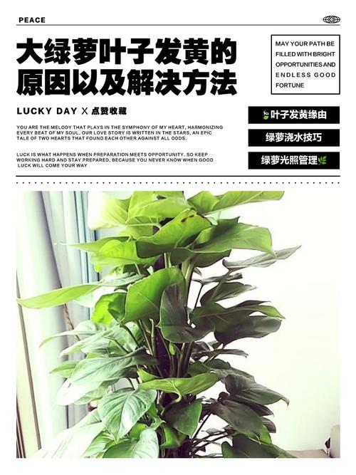 绿萝为什么黄叶枯萎，绿萝为什么叶子发黄坏根死掉-第5张图片-优品飞百科