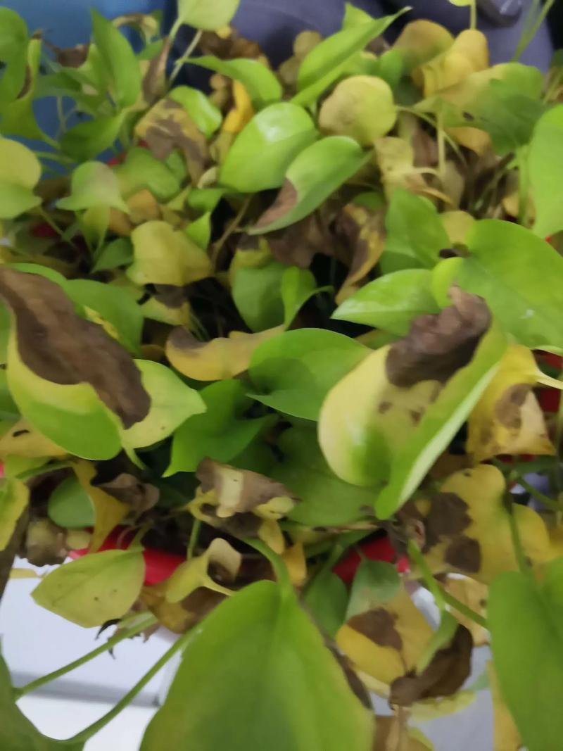 绿萝为什么黄叶枯萎，绿萝为什么叶子发黄坏根死掉-第6张图片-优品飞百科