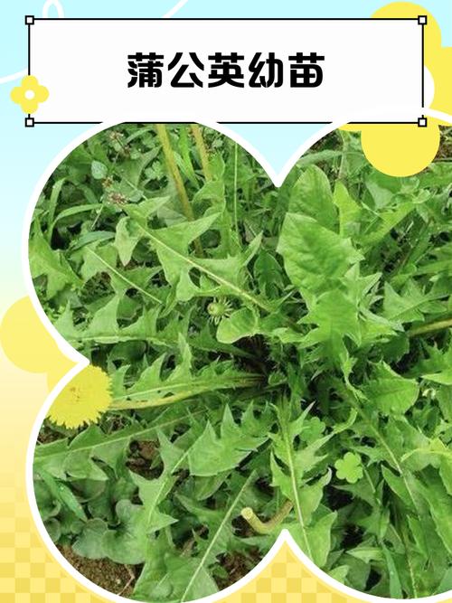 蒲公英怎么种植，野生蒲公英怎么种植