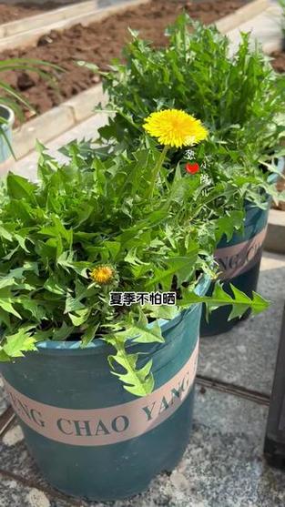 蒲公英怎么种植，野生蒲公英怎么种植-第2张图片-优品飞百科