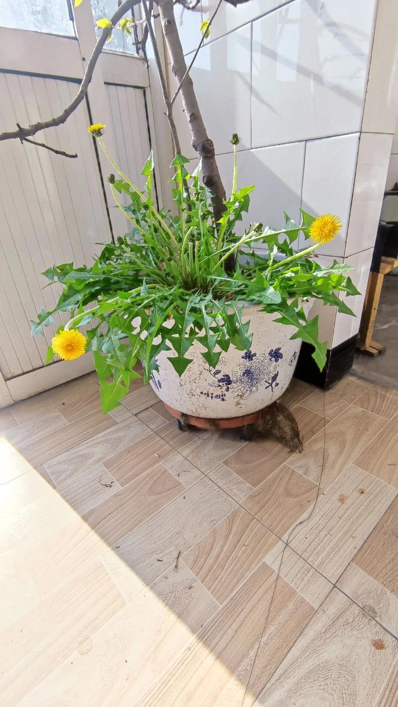 蒲公英怎么种植，野生蒲公英怎么种植-第3张图片-优品飞百科