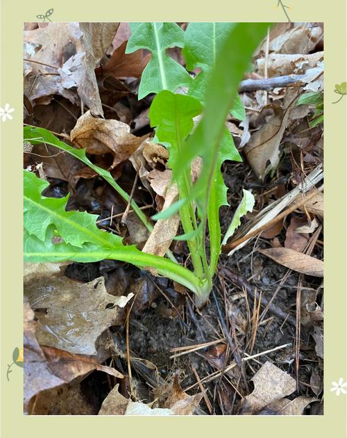 蒲公英怎么种植，野生蒲公英怎么种植-第4张图片-优品飞百科