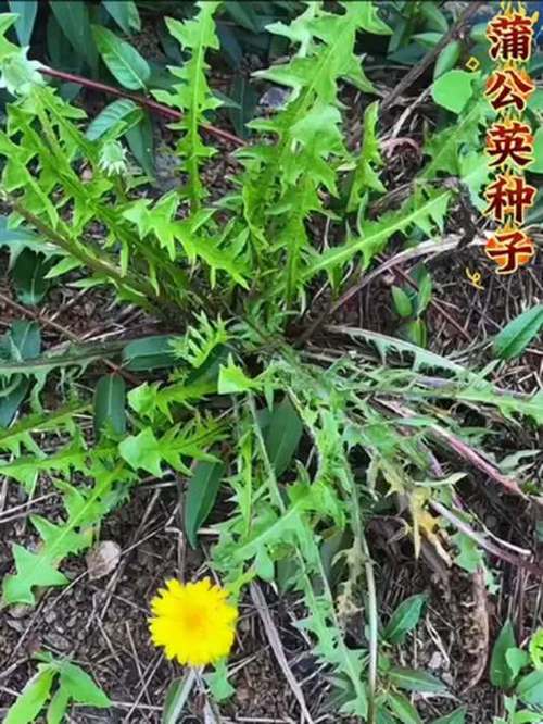 蒲公英怎么种植，野生蒲公英怎么种植-第5张图片-优品飞百科