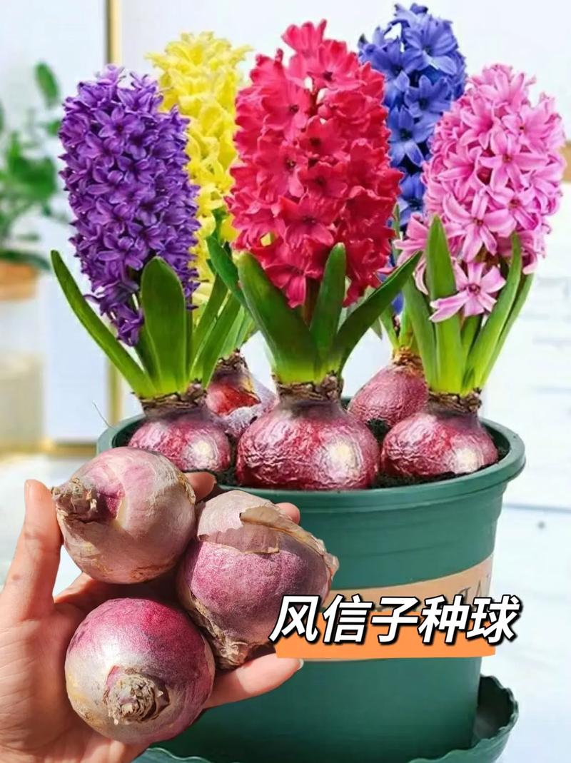 风信子开花后怎么处理？风信子开花后怎么处理枯萎后起球？-第1张图片-优品飞百科