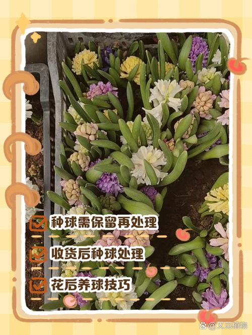 风信子开花后怎么处理？风信子开花后怎么处理枯萎后起球？-第3张图片-优品飞百科