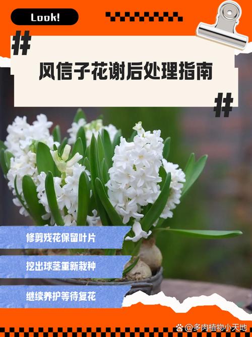 风信子开花后怎么处理？风信子开花后怎么处理枯萎后起球？-第5张图片-优品飞百科
