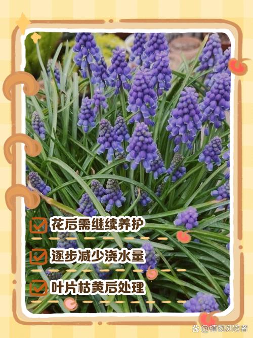 风信子开花后怎么处理？风信子开花后怎么处理枯萎后起球？-第6张图片-优品飞百科