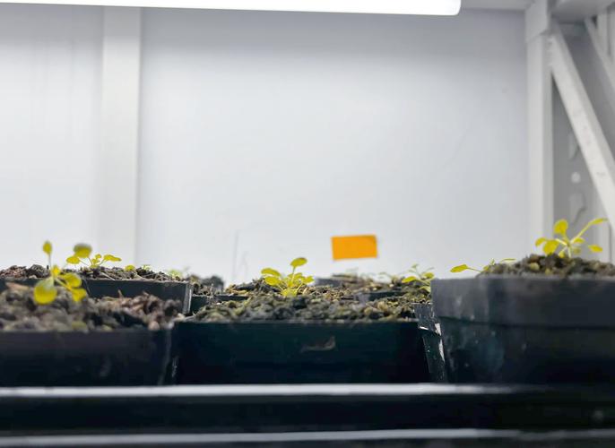 南庭芥怎么种植，南庭芥什么时候播种