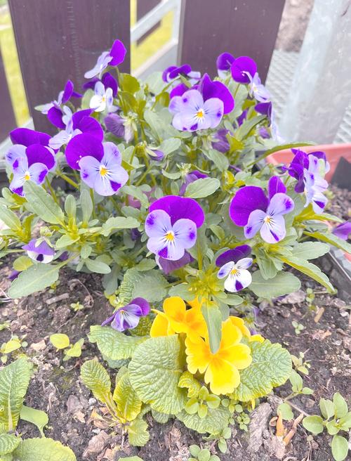 南庭芥怎么种植，南庭芥什么时候播种-第2张图片-优品飞百科