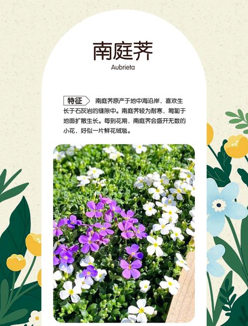 南庭芥怎么种植，南庭芥什么时候播种-第3张图片-优品飞百科
