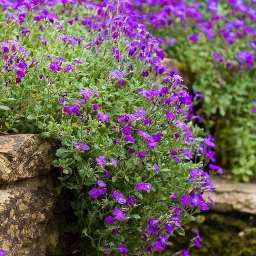 南庭芥怎么种植，南庭芥什么时候播种-第5张图片-优品飞百科