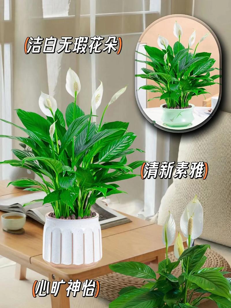 一帆风顺适合深盆还是浅盆，一帆风顺盆栽？