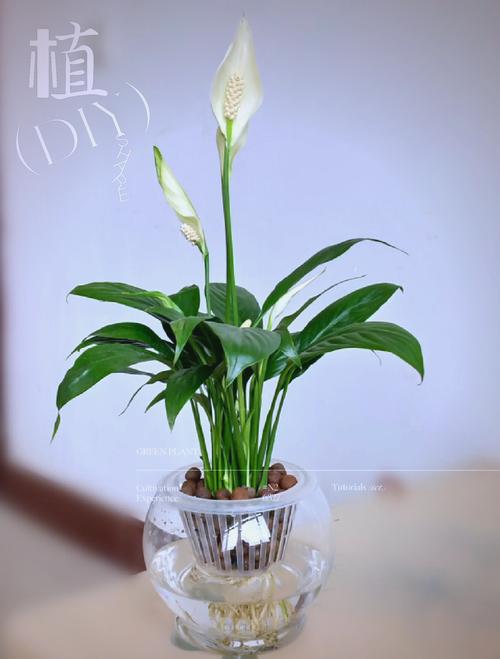 一帆风顺适合深盆还是浅盆，一帆风顺盆栽？-第2张图片-优品飞百科