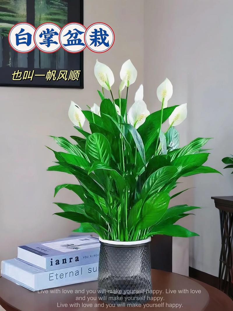 一帆风顺适合深盆还是浅盆，一帆风顺盆栽？-第3张图片-优品飞百科