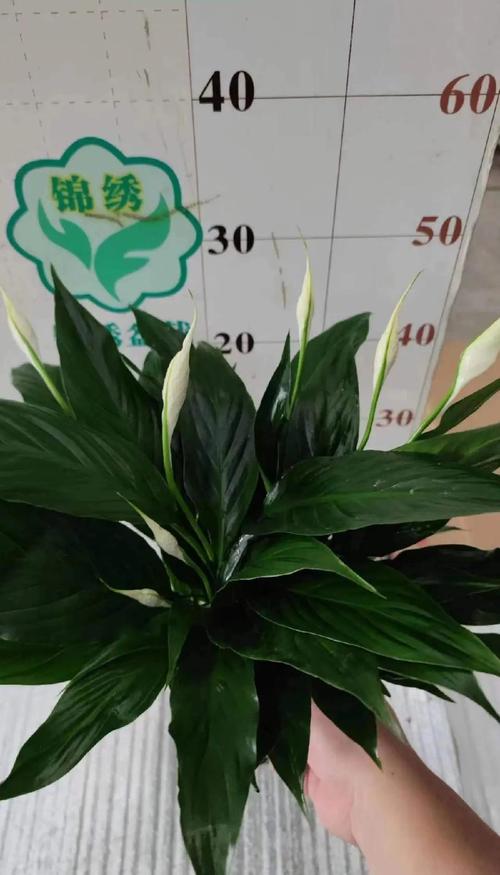 一帆风顺适合深盆还是浅盆，一帆风顺盆栽？-第4张图片-优品飞百科