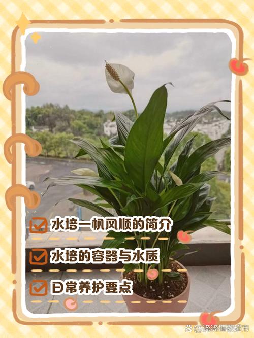 一帆风顺适合深盆还是浅盆，一帆风顺盆栽？-第5张图片-优品飞百科