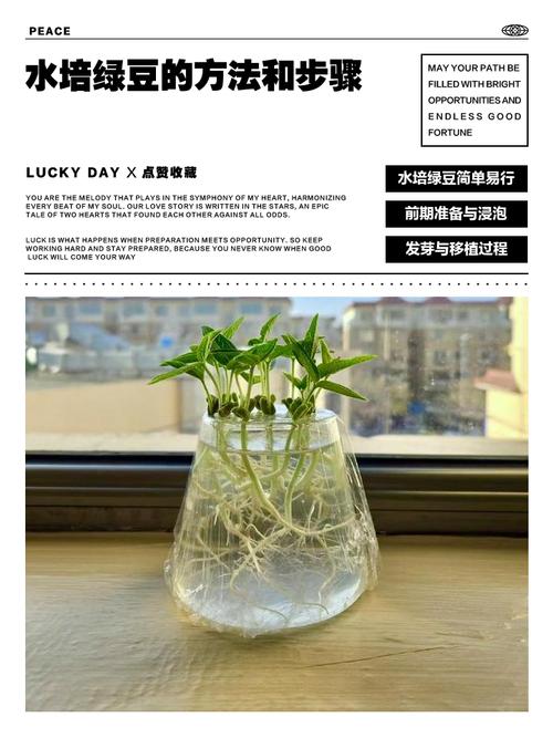 绿豆怎么种小盆栽，绿豆怎么种小盆栽好