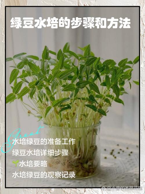 绿豆怎么种小盆栽，绿豆怎么种小盆栽好-第2张图片-优品飞百科