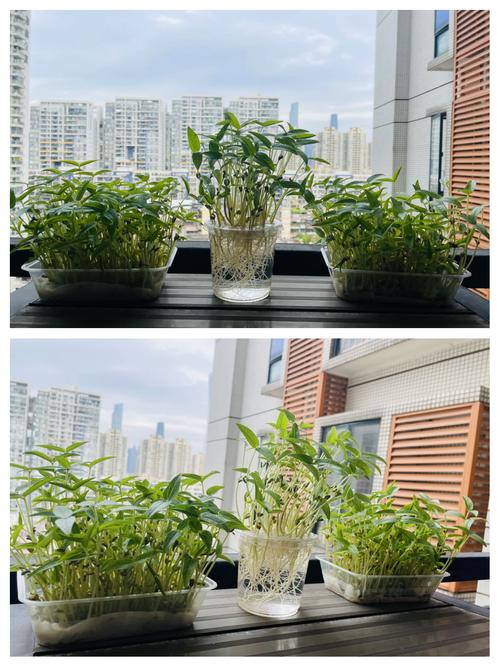 绿豆怎么种小盆栽，绿豆怎么种小盆栽好-第3张图片-优品飞百科