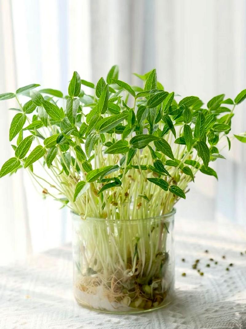 绿豆怎么种小盆栽，绿豆怎么种小盆栽好-第4张图片-优品飞百科