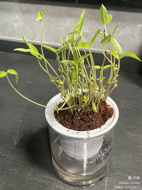 绿豆怎么种小盆栽，绿豆怎么种小盆栽好-第5张图片-优品飞百科