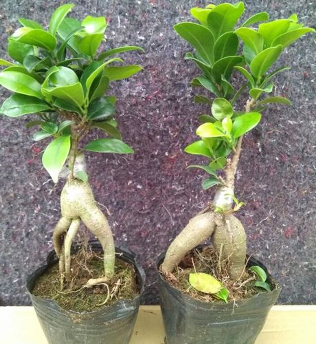 人参榕用什么花盆，人参榕树用什么盆养比较好看？