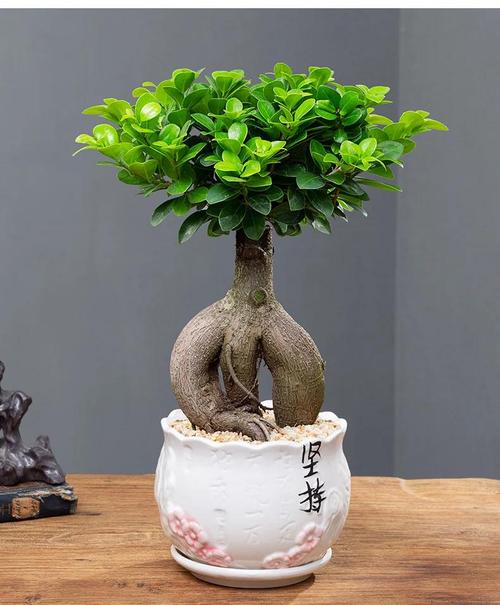 人参榕用什么花盆，人参榕树用什么盆养比较好看？-第3张图片-优品飞百科