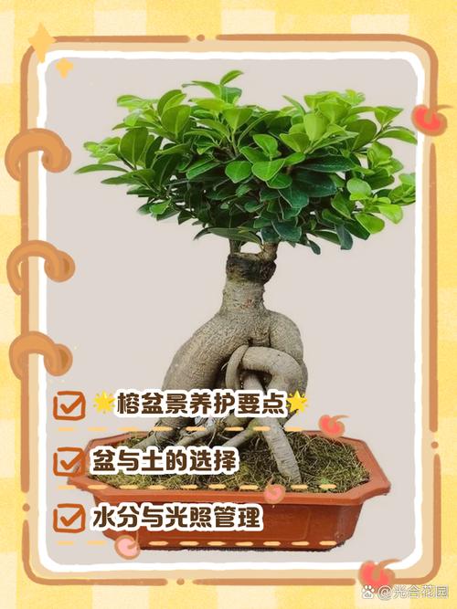 人参榕用什么花盆，人参榕树用什么盆养比较好看？-第4张图片-优品飞百科