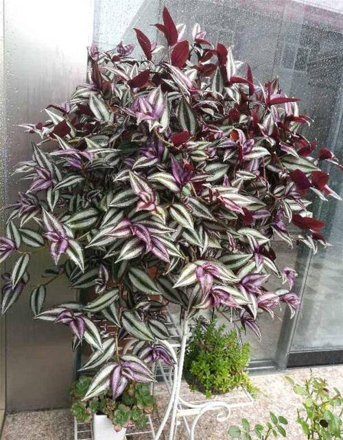 沾土就活的3种花，沾土就活的3种花图片