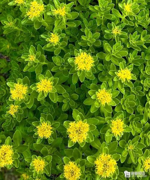 沾土就活的3种花，沾土就活的3种花图片-第2张图片-优品飞百科