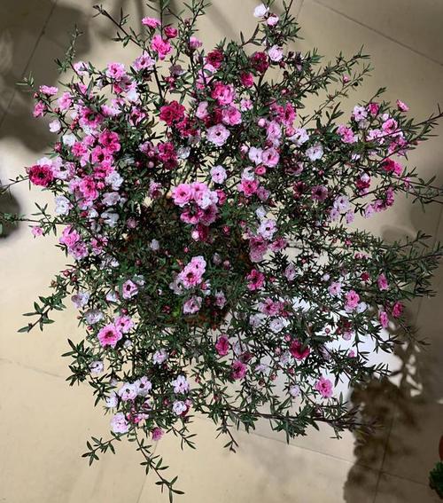 沾土就活的3种花，沾土就活的3种花图片-第3张图片-优品飞百科