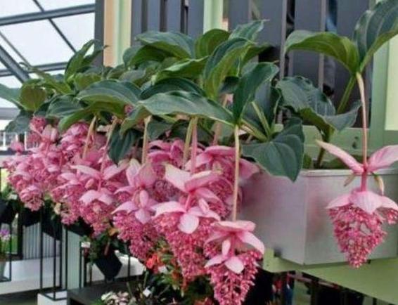 沾土就活的3种花，沾土就活的3种花图片-第4张图片-优品飞百科