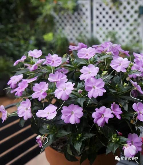 沾土就活的3种花，沾土就活的3种花图片-第5张图片-优品飞百科