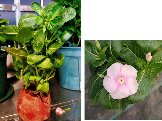 沾土就活的3种花，沾土就活的3种花图片-第6张图片-优品飞百科