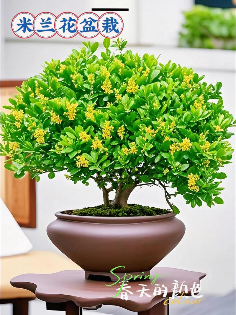 米兰怎么播种？米兰的种子怎么种？