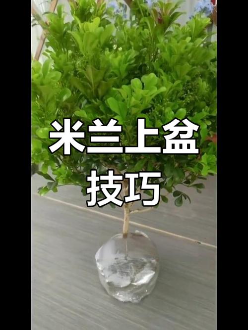 米兰怎么播种？米兰的种子怎么种？-第2张图片-优品飞百科