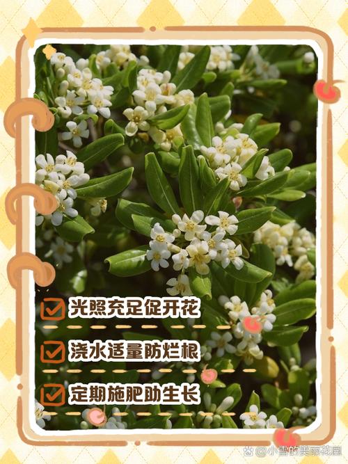 米兰怎么播种？米兰的种子怎么种？-第3张图片-优品飞百科