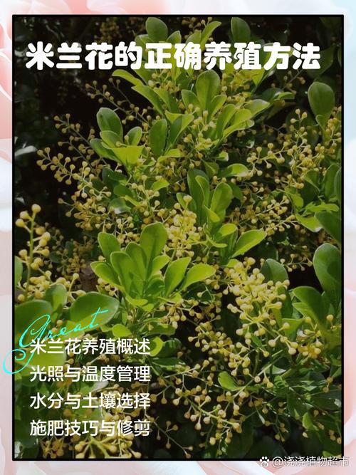 米兰怎么播种？米兰的种子怎么种？-第4张图片-优品飞百科