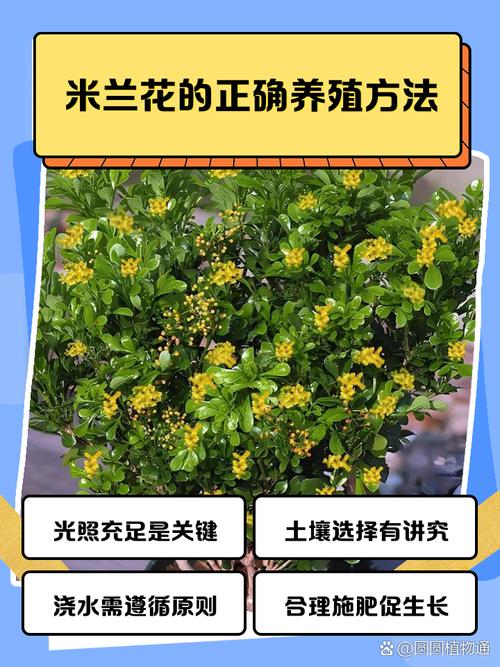 米兰怎么播种？米兰的种子怎么种？-第5张图片-优品飞百科