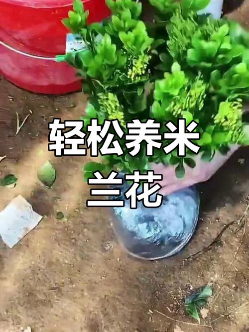 米兰怎么播种？米兰的种子怎么种？-第7张图片-优品飞百科