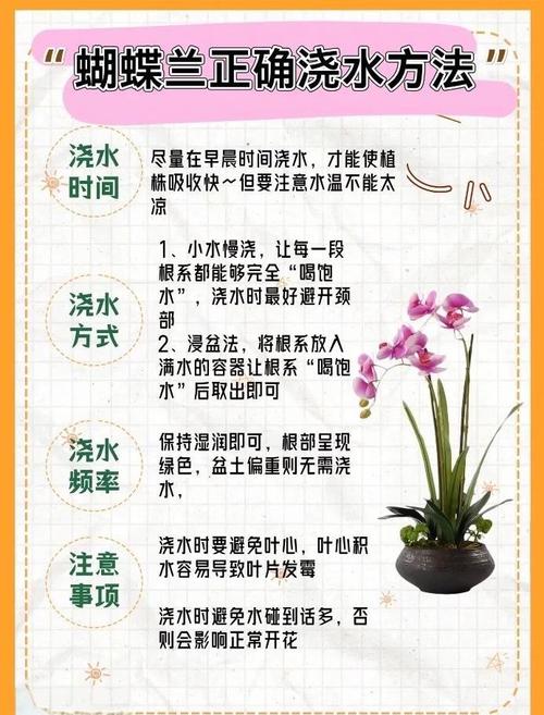 蝴蝶兰开花期怎么浇水，蝴蝶兰开花期怎么浇水视频？