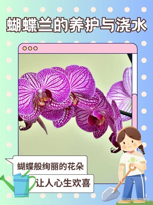蝴蝶兰开花期怎么浇水，蝴蝶兰开花期怎么浇水视频？-第3张图片-优品飞百科