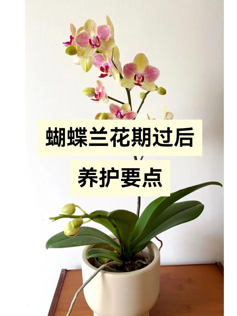蝴蝶兰开花期怎么浇水，蝴蝶兰开花期怎么浇水视频？-第4张图片-优品飞百科