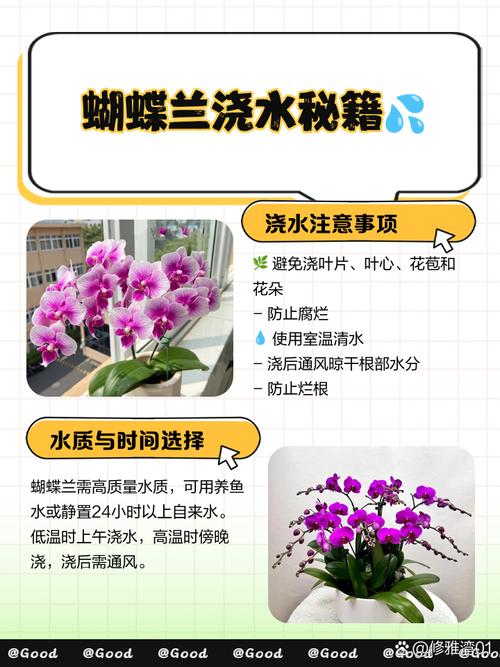 蝴蝶兰开花期怎么浇水，蝴蝶兰开花期怎么浇水视频？-第5张图片-优品飞百科