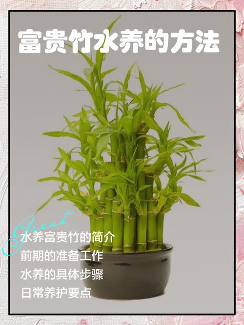 富贵竹怎么修剪枝叶，富贵竹怎样修剪一盆变2盆