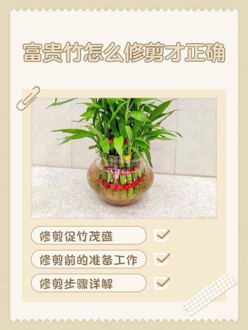 富贵竹怎么修剪枝叶，富贵竹怎样修剪一盆变2盆-第2张图片-优品飞百科