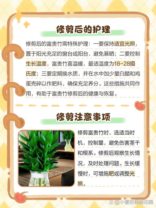 富贵竹怎么修剪枝叶，富贵竹怎样修剪一盆变2盆-第3张图片-优品飞百科