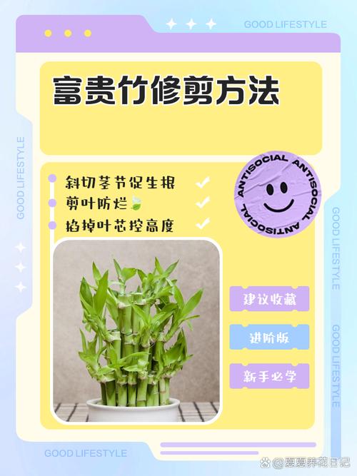 富贵竹怎么修剪枝叶，富贵竹怎样修剪一盆变2盆-第4张图片-优品飞百科